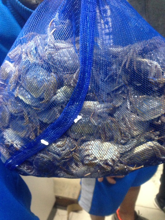 健康活潑的大閘蟹苗圖片