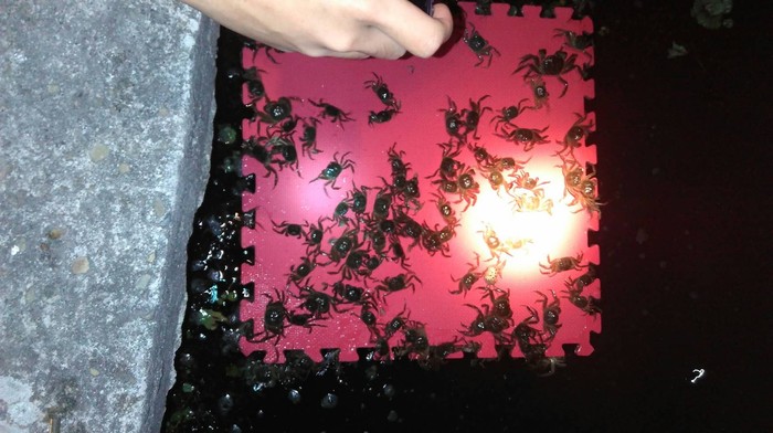 大閘蟹登板了!圖片