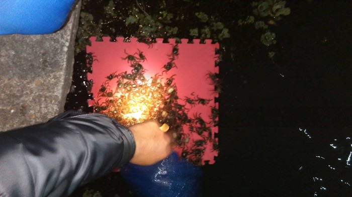 大閘蟹登板了!圖片