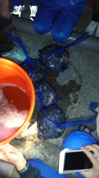 放養前的藥浴圖片