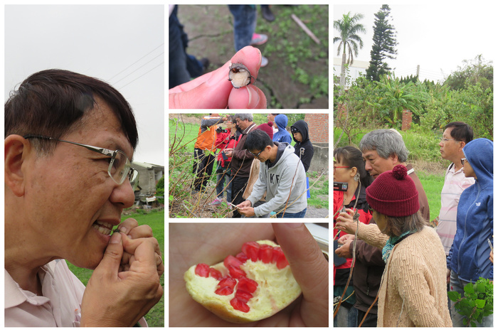 [研習成果]校園原生種生物多樣性研習---野花野草學問大--研習活動成果圖片