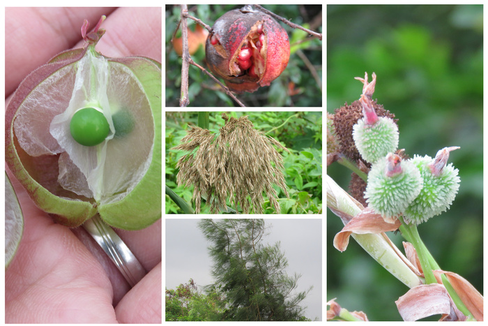 [研習成果]校園原生種生物多樣性研習---野花野草學問大--研習活動成果圖片