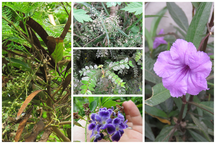 [研習成果]校園原生種生物多樣性研習---野花野草學問大--研習活動成果圖片