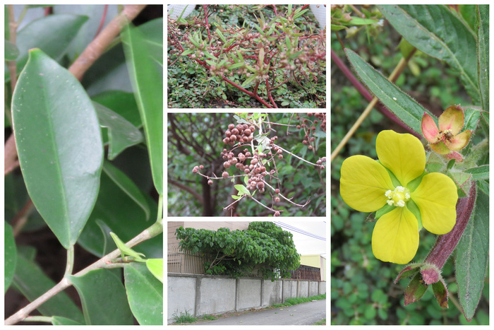 [研習成果]校園原生種生物多樣性研習---野花野草學問大--研習活動成果圖片