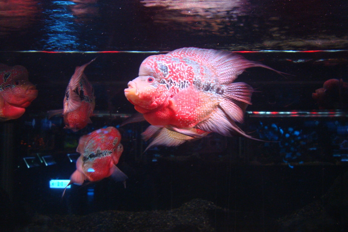 亞太水族中心提供展示的花羅漢魚圖片