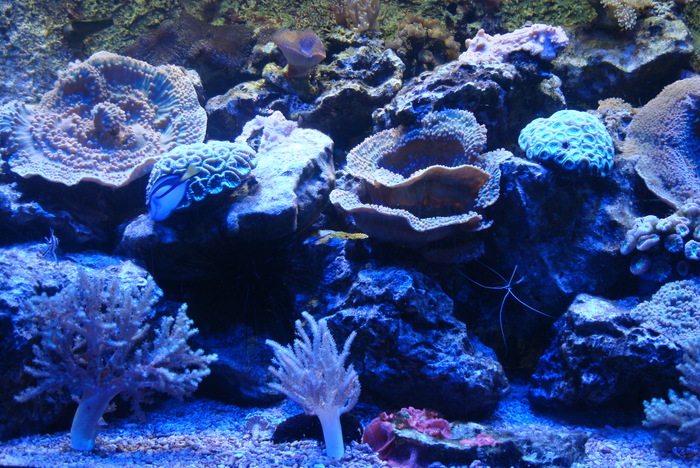 亞太水族中心提供展示的珊瑚礁自然生態水族箱圖片
