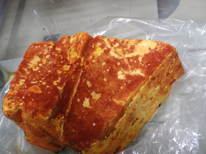 極為珍貴的牛樟芝圖片