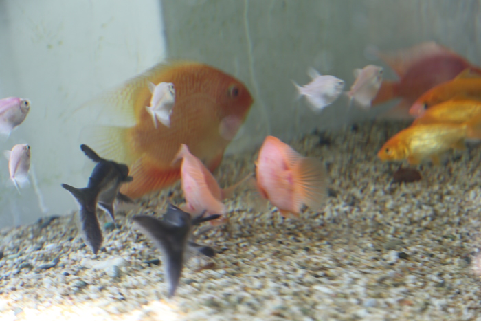 養殖科師生歡迎~日本愛媛縣訪問團(新居浜南高校)圖片