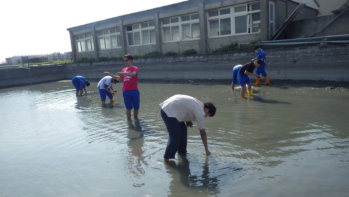 下池種苦草圖片