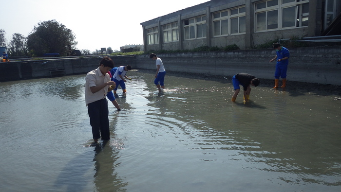 下池種苦草圖片