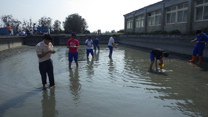 下池種苦草圖片