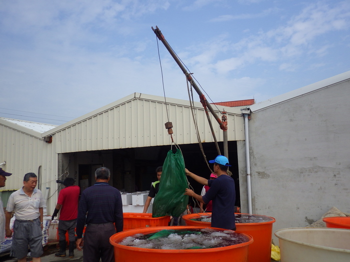 人工養殖烏魚收成&烏魚子現剖作業~~本校水產養殖科學生校外教學圖片