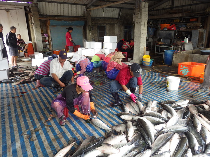 人工養殖烏魚收成&烏魚子現剖作業~~本校水產養殖科學生校外教學圖片