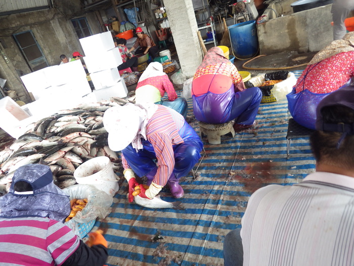 人工養殖烏魚收成&烏魚子現剖作業~~本校水產養殖科學生校外教學圖片