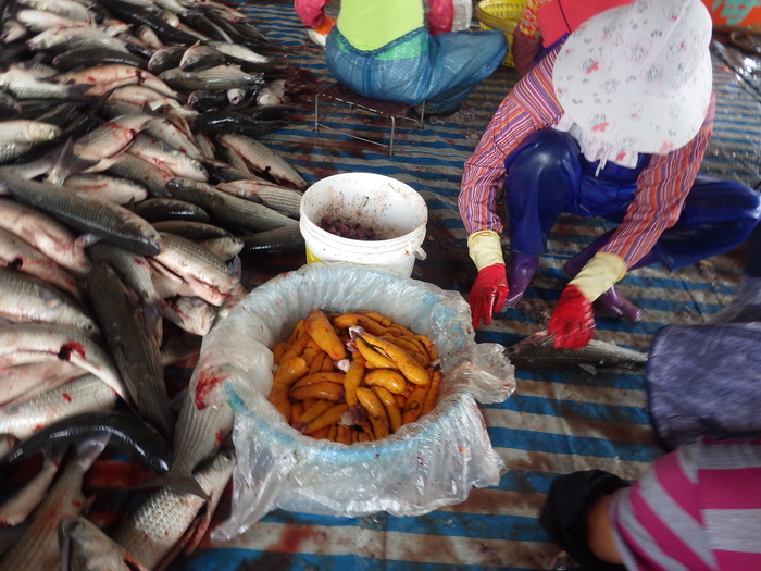 人工養殖烏魚收成&烏魚子現剖作業~~本校水產養殖科學生校外教學圖片