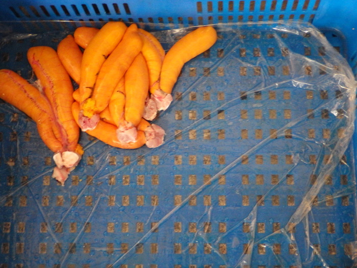 人工養殖烏魚收成&烏魚子現剖作業~~本校水產養殖科學生校外教學圖片