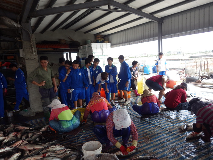 同學們第一次現場觀摩烏魚子取卵作業圖片