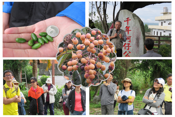 低海拔生物多樣性研習-----八卦山植物生態研習--研習成果圖片