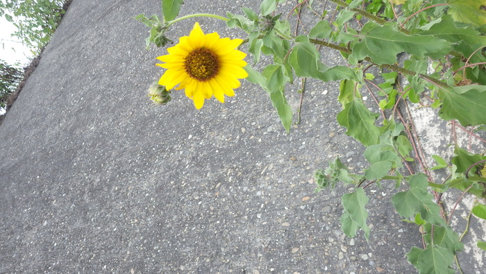 從濱海植物談起圖片