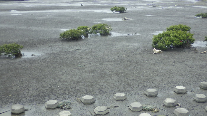 從濱海植物談起圖片