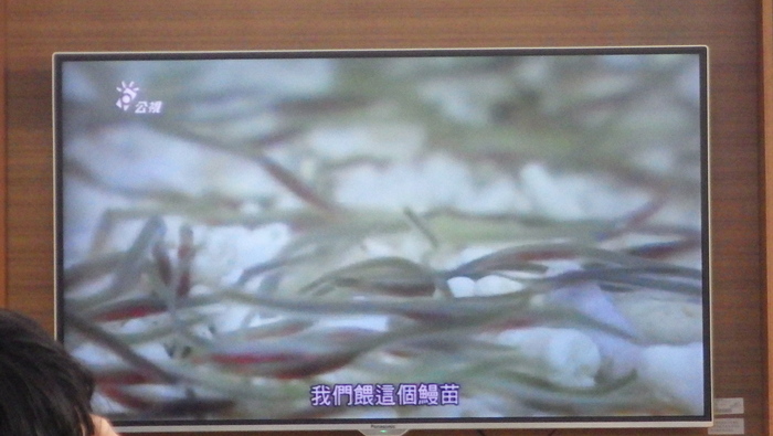 水產養殖科業師協同教學_鰻魚養殖圖片