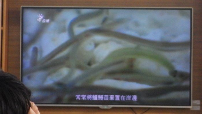 水產養殖科業師協同教學_鰻魚養殖圖片