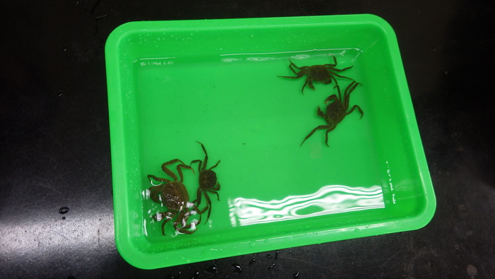 養殖科業師協同教學_大閘蟹養殖與產業2圖片