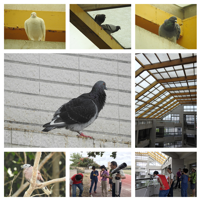 高中優質化校園生物多樣性研習- 賞鳥趣-活動成果圖片