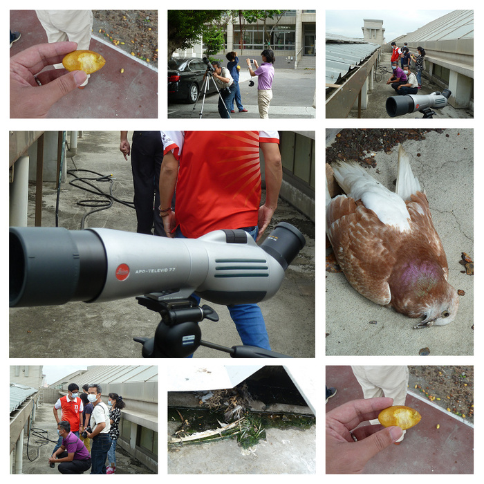 高中優質化校園生物多樣性研習- 賞鳥趣-活動成果圖片