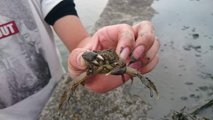 養殖科大閘蟹養殖~第二週觀察與紀錄圖片