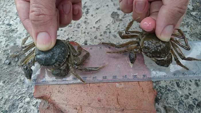 養殖科大閘蟹養殖~第二週觀察與紀錄圖片