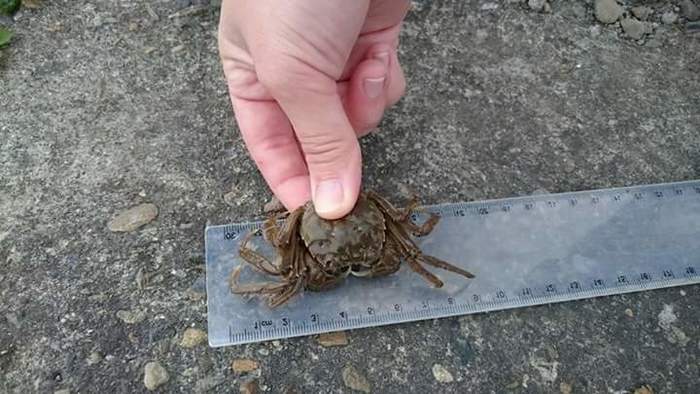 養殖科大閘蟹養殖~第二週觀察與紀錄圖片